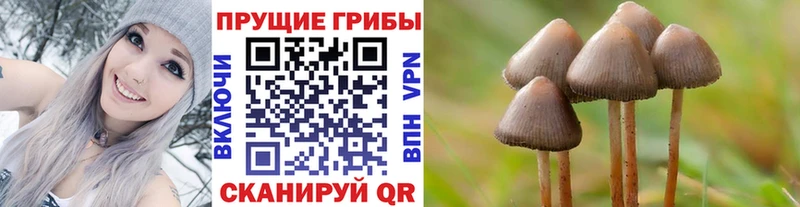площадка какой сайт  Сортавала  Псилоцибиновые грибы Psilocybe  как найти закладки 